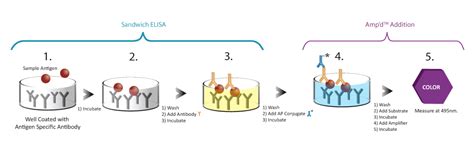 ELISA kits with AMP’D® Technology 